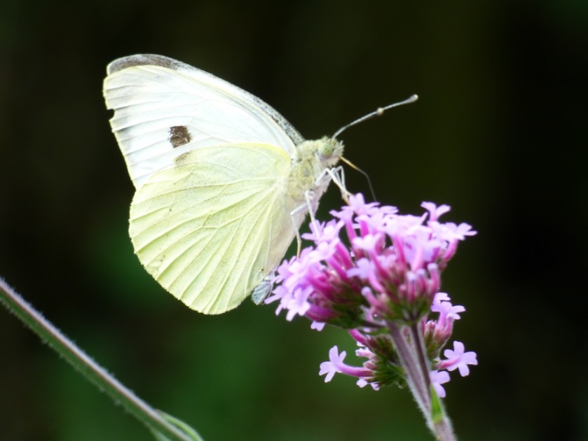 Large White butterfly on Verbena bonariensis